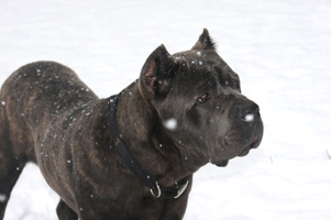 Old World's One Last Vandal